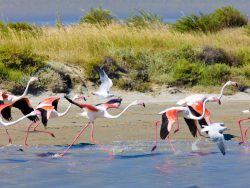 La Camargue