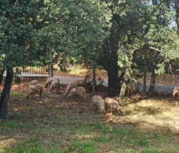 L’Écopâturage au Centre Hospitalier de Montfavet !